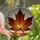 Autumn Enthusiasts' Tiffany Stained Glass Crimson Orange Golden Maple Leaf Mosaic Stained Glass Suncatcher - 1
