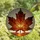 Autumn Enthusiasts' Tiffany Stained Glass Crimson Orange Golden Maple Leaf Mosaic Stained Glass Suncatcher - 4