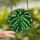 Botanical Lovers' Jewel Tone Stained Glass Monstera Leaf Intricate Foliage Stained Glass Suncatcher - 2