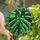 Botanical Lovers' Jewel Tone Stained Glass Monstera Leaf Intricate Foliage Stained Glass Suncatcher - 1