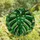 Botanical Lovers' Jewel Tone Stained Glass Monstera Leaf Intricate Foliage Stained Glass Suncatcher - 4