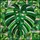 Botanical Lovers' Jewel Tone Stained Glass Monstera Leaf Intricate Foliage Stained Glass Suncatcher - 7