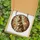Dog Lovers' Rich Amber Stained Glass Husky Malamute Floral Swirl Mosaic Design Stained Glass Suncatcher - 5