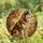 Dog Lovers' Rich Amber Stained Glass Husky Malamute Floral Swirl Mosaic Design Stained Glass Suncatcher - 4