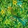 Bird Lovers' Stained Glass Budgie Emerald Green Teal Yellow Tropical Mosaic Art Stained Glass Suncatcher - 7