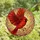 Art Lovers' Edge-to-Edge Stained Glass Red Cardinal Dynamic Flight Jewel Tones Stained Glass Suncatcher - 4