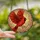 Art Lovers' Edge-to-Edge Stained Glass Red Cardinal Dynamic Flight Jewel Tones Stained Glass Suncatcher - 2