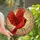 Art Lovers' Edge-to-Edge Stained Glass Red Cardinal Dynamic Flight Jewel Tones Stained Glass Suncatcher - 1