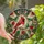 Art Lovers' Tiffany Stained Glass Cardinal Bird Jewel Tone Mosaic with Ruby Red, Emerald Green & Cream Patterns Stained Glass Suncatcher - 1