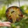Nature Lovers' Tiffany Style Stained Glass Honey Bee Honeycomb Golden Yellow Amber Floral Meadow Mosaic Design Stained Glass Suncatcher - 2