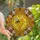 Nature Lovers' Intricate Stained Glass Golden Honeycomb Bee Yellow Black Orange Tiffany Floral Art Stained Glass Suncatcher - 1
