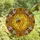 Nature Lovers' Intricate Stained Glass Golden Honeycomb Bee Yellow Black Orange Tiffany Floral Art Stained Glass Suncatcher - 4
