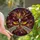 Art Enthusiasts' Intricate Tiffany Stained Glass Death's-head Hawkmoth Cosmic Dust Mosaic Jewel Tones Stained Glass Suncatcher - 1