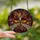 Art Enthusiasts' Intricate Tiffany Stained Glass Death's-head Hawkmoth Cosmic Dust Mosaic Jewel Tones Stained Glass Suncatcher - 2