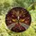 Art Enthusiasts' Intricate Tiffany Stained Glass Death's-head Hawkmoth Cosmic Dust Mosaic Jewel Tones Stained Glass Suncatcher - 4