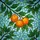 Art Lovers' Vibrant Tiffany Stained Glass Citrus Oranges Organic Mosaic Jewel Tones Stained Glass Suncatcher - 7