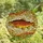 Anglers' Vibrant Tiffany Style Stained Glass Trout, Intricate Aquatic Mosaic Art Stained Glass Suncatcher - 0IN-PPvJl3