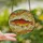Anglers' Vibrant Tiffany Style Stained Glass Trout, Intricate Aquatic Mosaic Art Stained Glass Suncatcher - sIfArECtOk