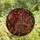 Art Enthusiasts' Tiffany-Inspired Stained Glass Lion Mosaic Crimson Emerald Sapphire Art Stained Glass Suncatcher - 1b1LXI3Pjg
