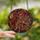 Art Enthusiasts' Tiffany-Inspired Stained Glass Lion Mosaic Crimson Emerald Sapphire Art Stained Glass Suncatcher - 2DGIPUZO0T