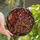 Art Enthusiasts' Tiffany-Inspired Stained Glass Lion Mosaic Crimson Emerald Sapphire Art Stained Glass Suncatcher - YfXhJM5llQ