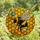 Nature Lovers' Tiffany Stained Glass Bumblebee Honeycomb Golden Amber Iridescent Blue Mosaic Stained Glass Suncatcher - 4