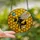 Nature Lovers' Tiffany Stained Glass Bumblebee Honeycomb Golden Amber Iridescent Blue Mosaic Stained Glass Suncatcher - 2