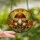 Mushroom Enthusiasts Jewel Tone Stained Glass Bolete Forest Autumn Mosaic Pattern Stained Glass Suncatcher - 2
