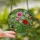 Nature Lovers' Intricate Stained Glass Pink Cosmos Lotus Poppy Vibrant Garden Mosaic Stained Glass Suncatcher - 2