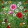 Nature Lovers' Intricate Stained Glass Pink Cosmos Lotus Poppy Vibrant Garden Mosaic Stained Glass Suncatcher - 7