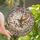 Nature Lovers' Tiffany Stained Glass Hummingbird Crescent Moon Pink Cherry Blossom Jewel Tone Mosaic Pattern Stained Glass Suncatcher - 1