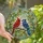 Nature Lovers' Tiffany Stained Glass Cardinal Blue Jay Ruby Sapphire Emerald Jewel Tone Art Stained Glass Suncatcher - 1