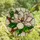 Nature Lovers' Elegant Tiffany Stained Glass Magnolia Bloom Blush Pink Magenta Emerald Green Clear Glass Mosaic Stained Glass Suncatcher - 4