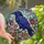 Nature Art Lovers' Majestic Indigo Violet Raven Rose Jewel Tone Stained Glass Mosaic Stained Glass Suncatcher - ysQLNAhNoc