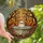 Autumn Art Lovers' Whimsical Tiffany Stained Glass Ghost Bathing Fall Forest Mosaic Orange Amber Hues Stained Glass Suncatcher - 1