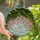Nature Lovers' Tiffany Style Pink Lily of the Valley Translucent Jewel Tone Stained Glass Mosaic Stained Glass Suncatcher - 1