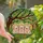 Whimsical Art Lovers' Tiffany Stained Glass Smiling Baby Pigs Forest Mosaic Jewel Tones Emerald Golden Pink Stained Glass Suncatcher - 1