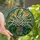 Nature Lovers' Vibrant Tiffany Stained Glass Lily of the Valley Floral White Lavender Mosaic Stained Glass Suncatcher - c75crg-ESE