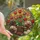Book Lovers' Luminous Stained Glass Tulips & Books Edge-to-Edge Jewel Tone Floral Mosaic Stained Glass Suncatcher - 1