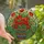 Art Lovers' Vibrant Red Orange Poppy Stained Glass Tiffany Mosaic Pattern Stained Glass Suncatcher - 1