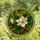 Women's Tiffany Stained Glass Magnolia Bloom Intricate Mosaic Art Creamy White Golden Green Stained Glass Suncatcher - 4