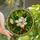 Women's Tiffany Stained Glass Magnolia Bloom Intricate Mosaic Art Creamy White Golden Green Stained Glass Suncatcher - 1