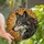 Wildlife Enthusiasts' Stained Glass Wolf Profile Radiant Sun Mosaic Grey Orange Yellow Stained Glass Suncatcher - 1