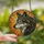 Wildlife Enthusiasts' Stained Glass Wolf Profile Radiant Sun Mosaic Grey Orange Yellow Stained Glass Suncatcher - 2