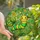Nature Lovers' Edge-to-Edge Tiffany Stained Glass Cheerful Caterpillar Vibrant Golden Yellow & Green Botanical Mosaic Stained Glass Suncatcher - 1
