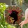 Cat Art Enthusiasts Opulent Black Cat Ruby Armchair Wine Jewel-Toned Stained Glass Mosaic Stained Glass Suncatcher - 3dpuv4Y-ci