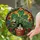 Cat Lovers' Vibrant Tiffany Stained Glass Tuxedo Cat Peeking Plant Pot Emerald Green Orange Mosaic Stained Glass Suncatcher - 2