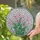 Nature Lovers' Vibrant Tiffany Style Stained Glass Pink Tulip Mosaic with Colorful Geometric Border Stained Glass Suncatcher - mvkusqgx_m