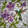Nature Lovers' Vibrant Tiffany Stained Glass Hummingbird Purple Pink Floral Emerald Teal Mosaic Stained Glass Suncatcher - 5