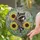 Nature Lovers' Intricate Stained Glass Raccoon Bust & Sunflower Mosaic Dappled Pastel Art Stained Glass Suncatcher - 2